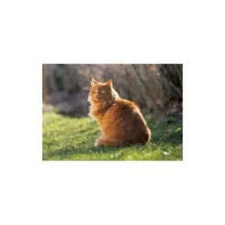 Schmidt - Puzzle 1000 Pièces - Chat Rêveur